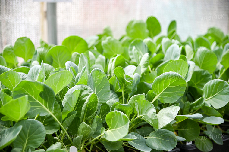 Spinach Plants in Greenhouse 90050