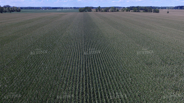 Aerial View of Corn Field 85014