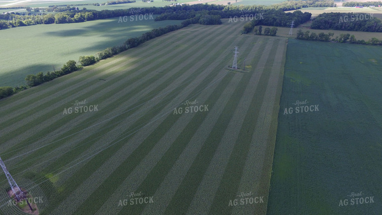 Aerial View of Corn Field 85016