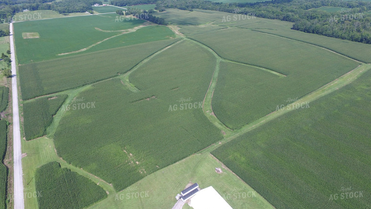 Aerial View of Corn Field 85027