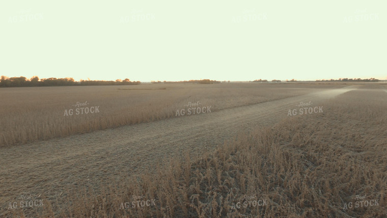 Soybean Harvest 85028