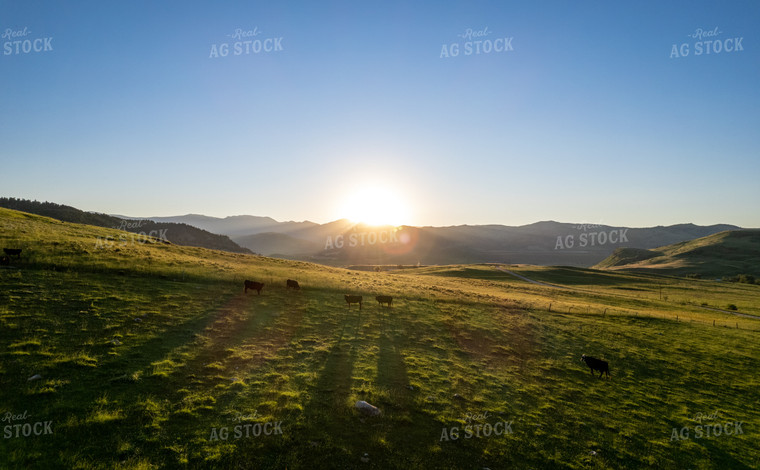 Cattle in Pasture 92000