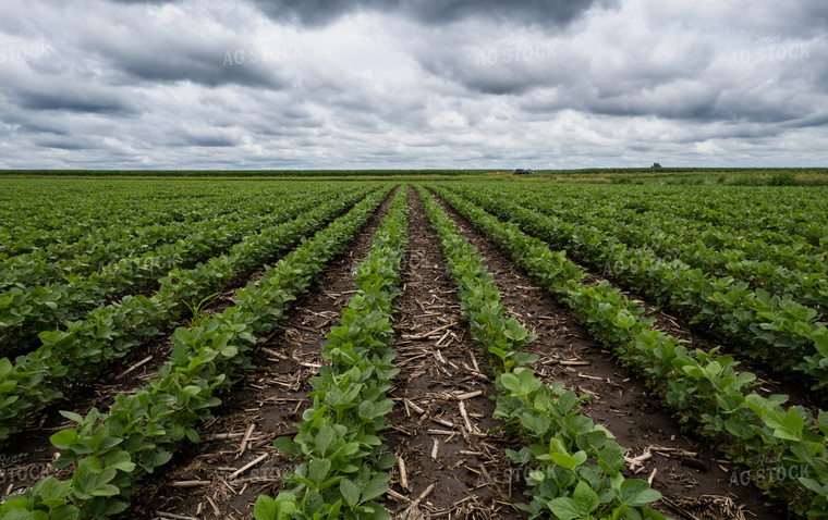 Mid-Season Soybeans 92007