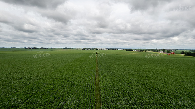 Aerial Mid-Season Corn 92009