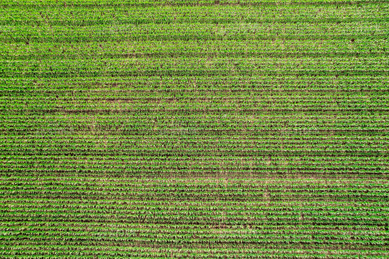 Aerial Mid-Season Corn 92019