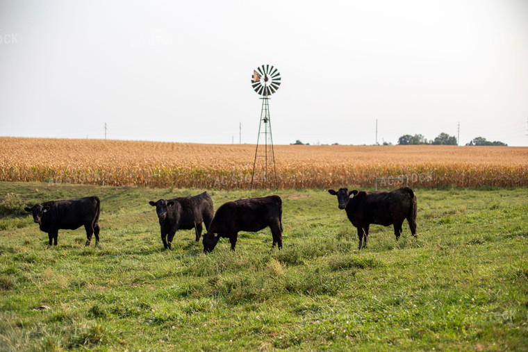 Angus Cattle in Pasture 93001