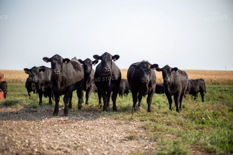 Angus Cattle in Pasture 93003