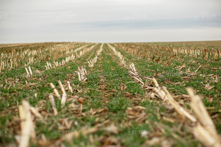 Early Growth Wheat 93017