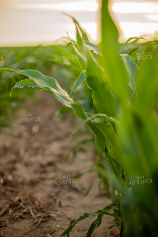 Mid-Season Corn 93020