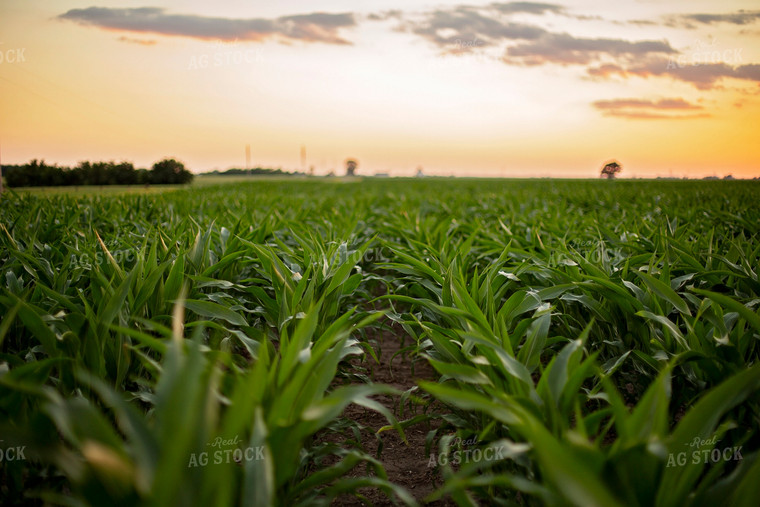 Mid-Season Corn 93024