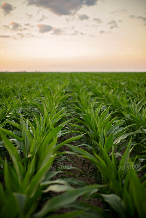 Mid-Season Corn 93029