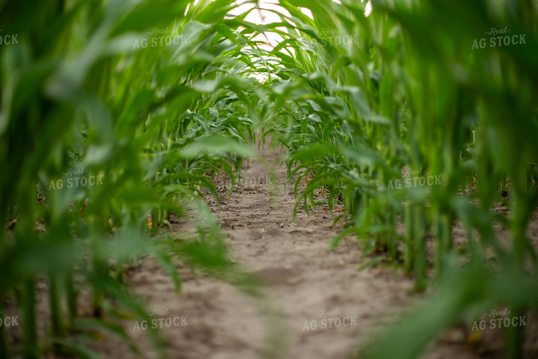 Mid-Season Corn 93031