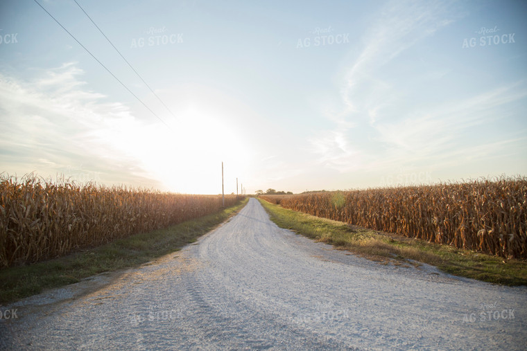 Gravel Road and Dried Corn Field 93049