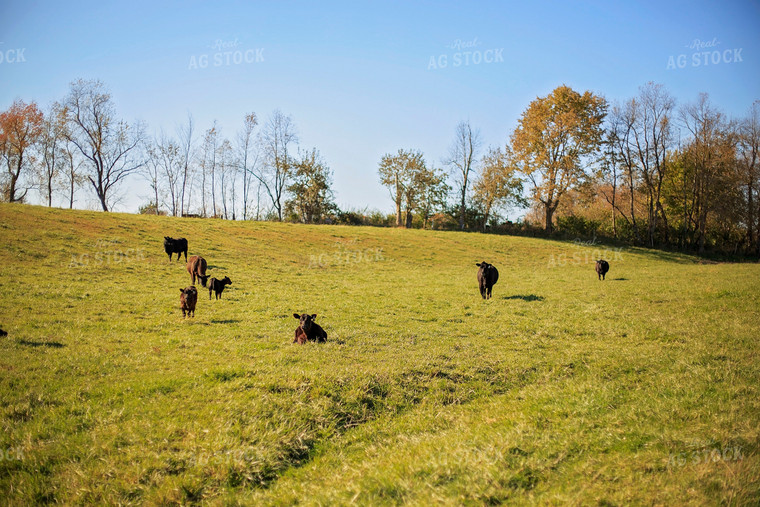 Angus Cattle in Pasture 93050