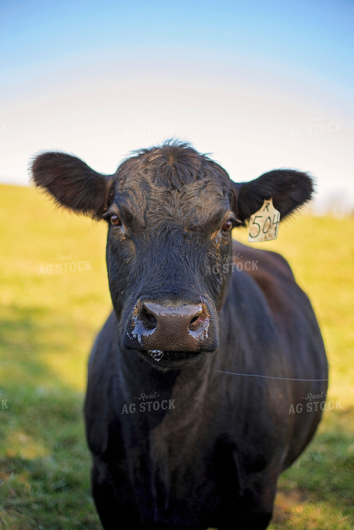 Angus Cow in Pasture 93053