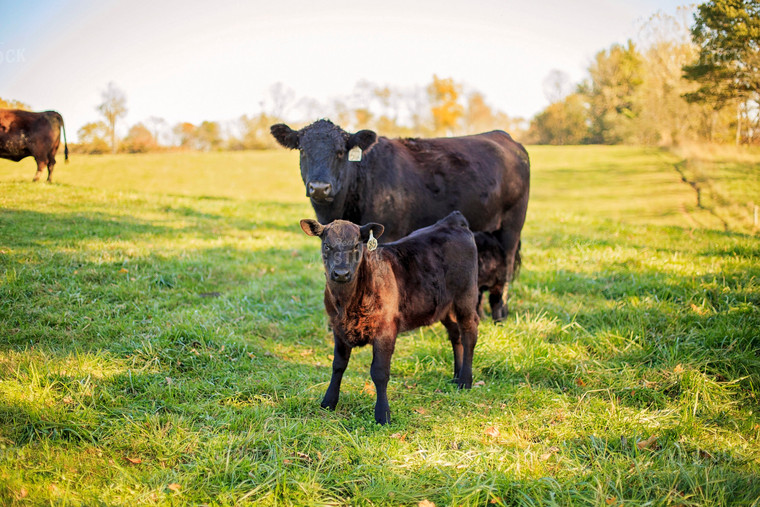 Cow-Calf in Pasture 93056