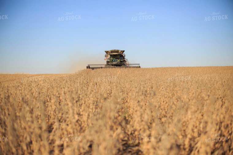 Soybean Harvest 93076