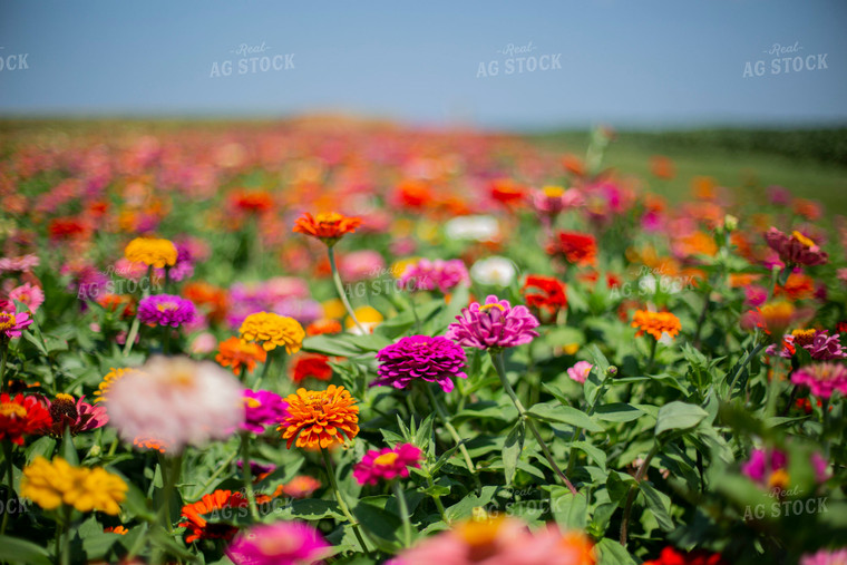 Field of Flowers 93086