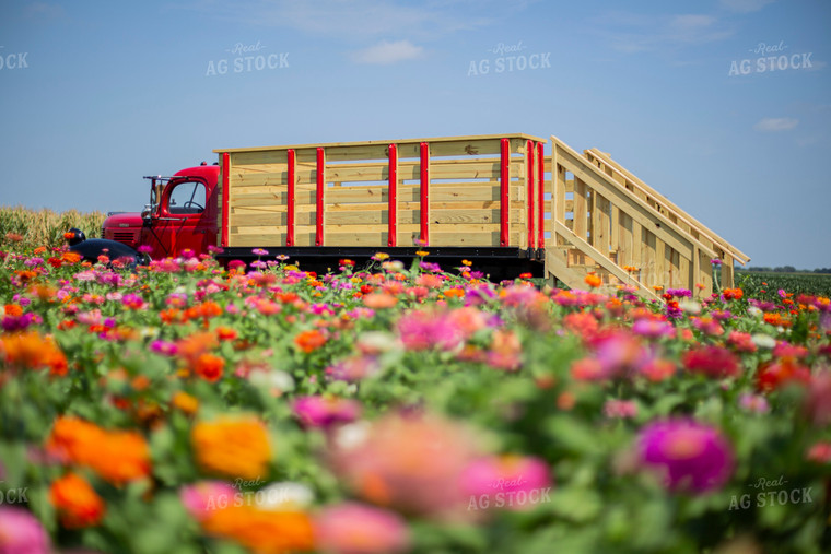 Field of Flowers 93090