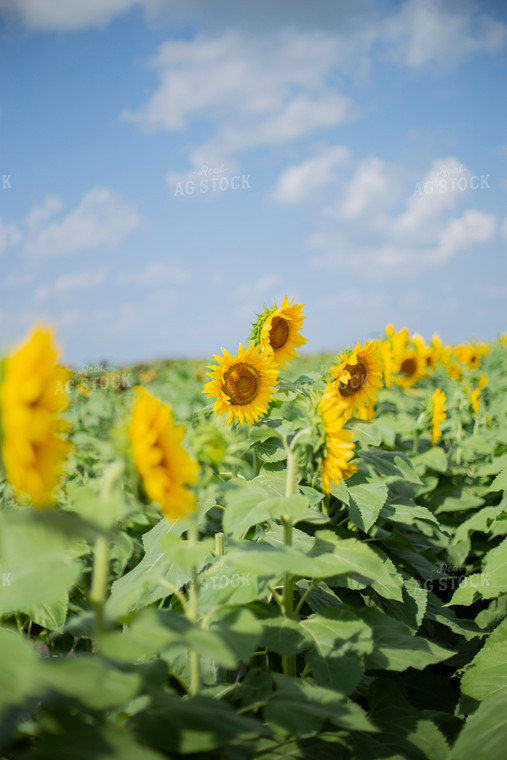 Sunflower Field 93093