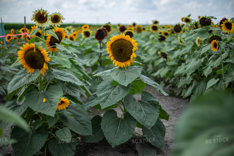 Sunflower Field 93095