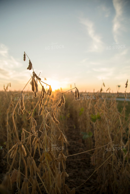 Dried Soybean Field 93110