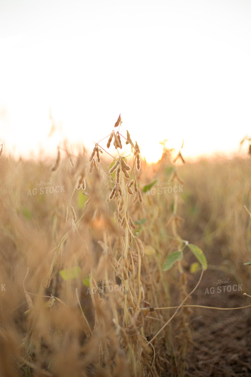 Dried Soybean Field 93118