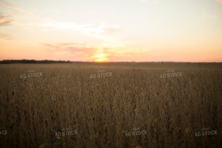 Dried Soybean Field 93123