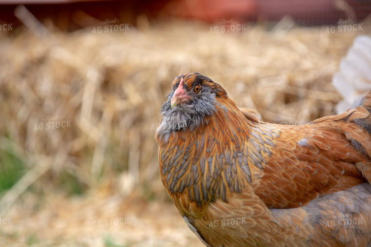 Chicken on Farmyard 90054