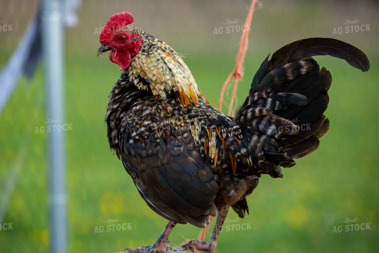 Chicken on Farmyard 90058