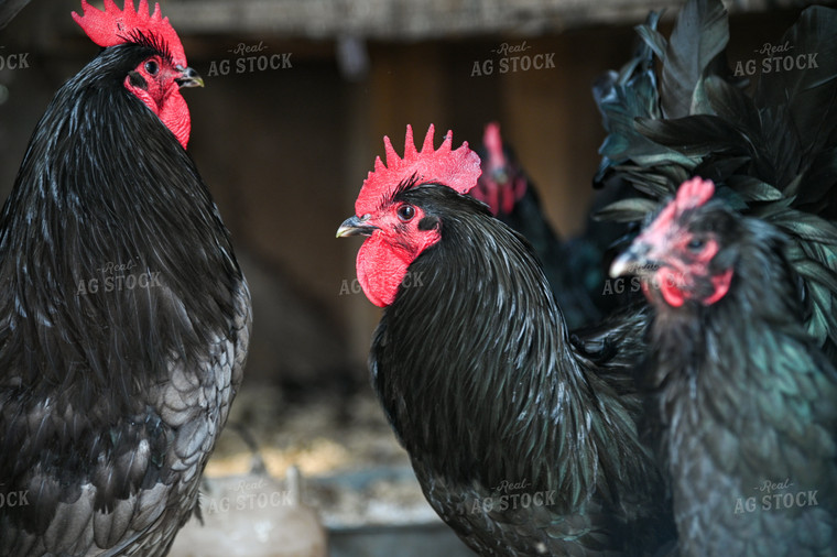 Chickens on Farmyard 90060