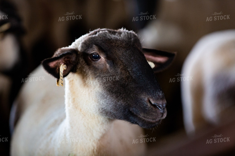 Sheep in Farmyard 90062