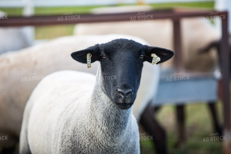 Sheep in Farmyard 90076