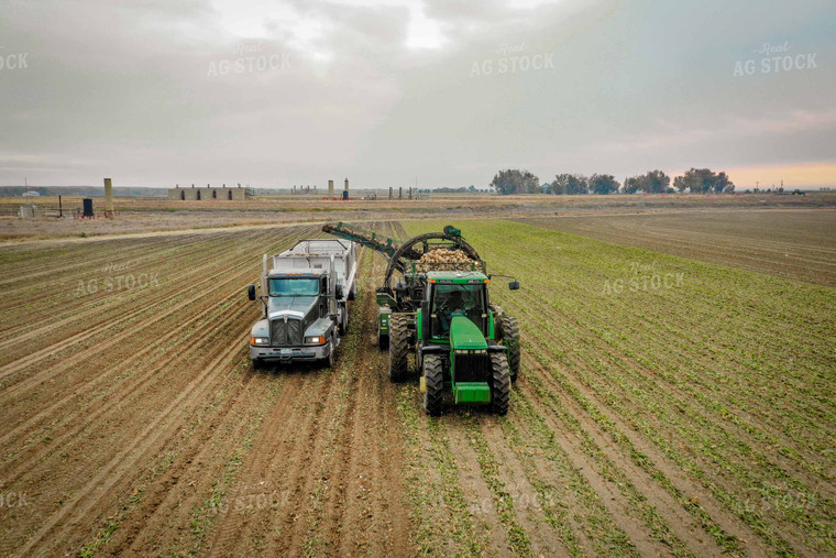 Sugar Beet Harvest 56496