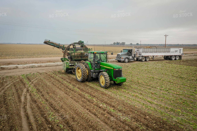 Sugar Beet Harvest 56497