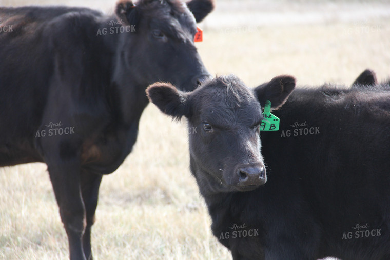 Black Angus Cows 95002