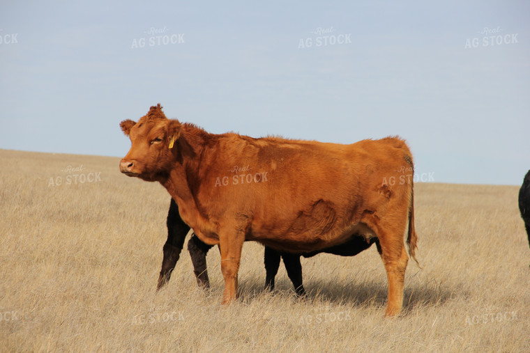 Red Angus Cow in Pasture 95004