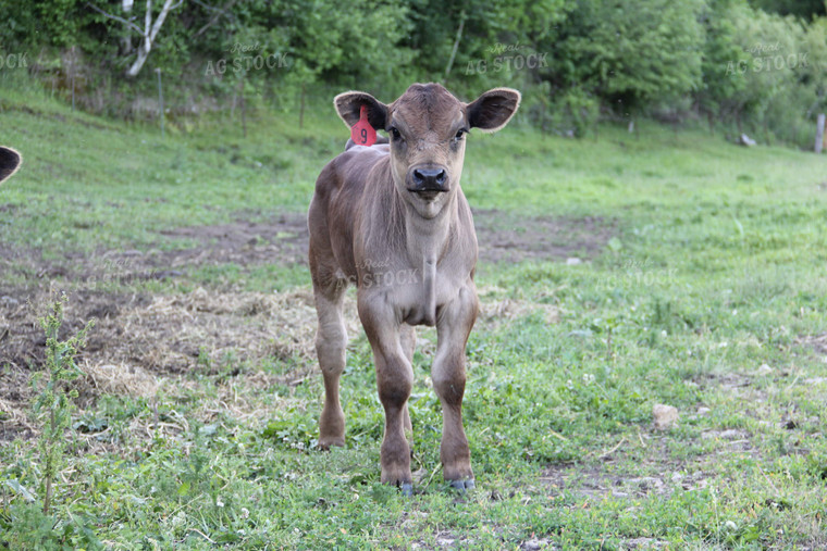 Brown Swiss Calf 95009