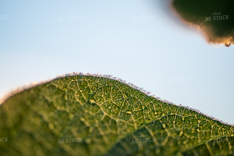 Up-Close Soybean Leaf 76223