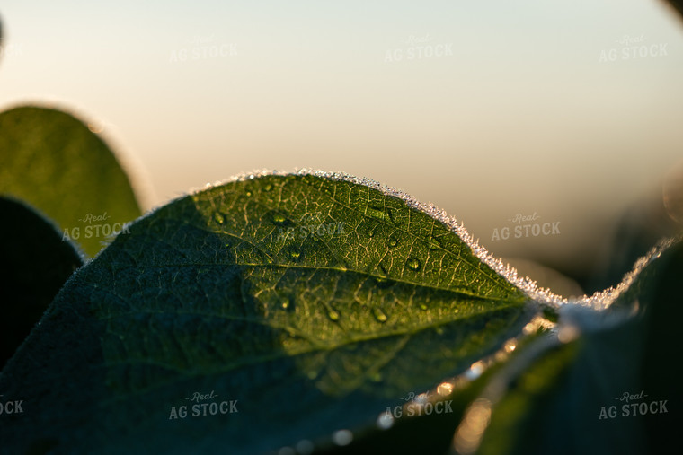 Up-Close Soybean Leaf 76228