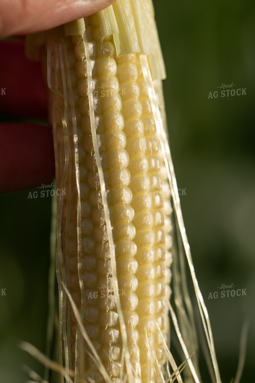 Husked Ear of Corn 76249