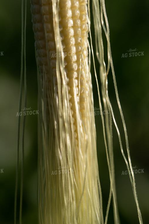 Ear of Corn With Silks 76250