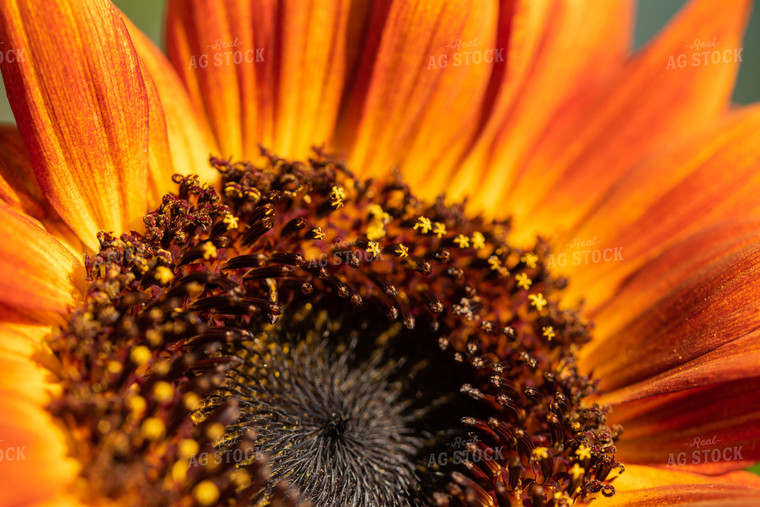 Orange Sunflower Plant 76262