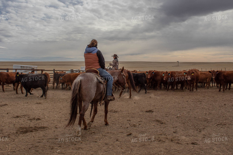 Ranchers with Cattle 97002