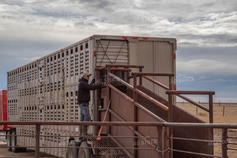 Rancher With Chute in Livestock Trailer 97008