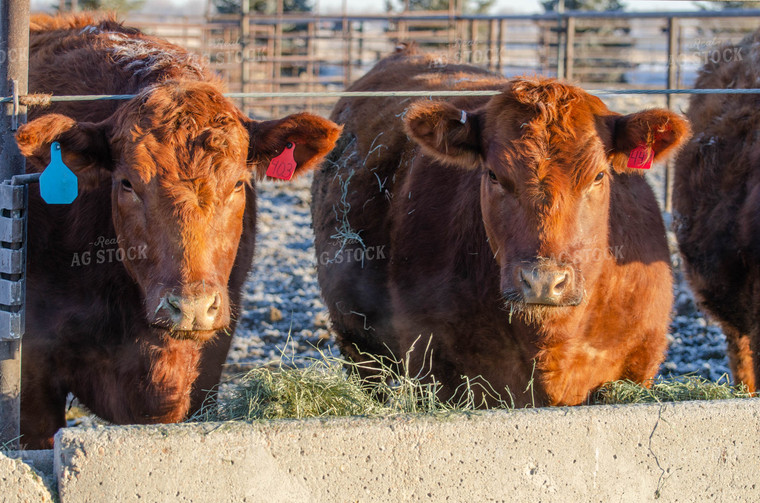 Red Angus Cows Eating out of Trough 97013