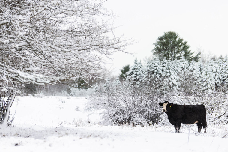 Black Baldy Cow in Snowy Pasture 96001