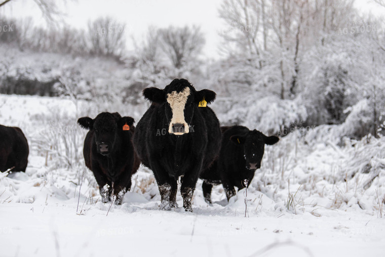 Cattle in Snowy Pasture 96003