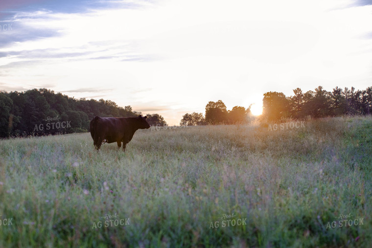 Angus Cow in Pasture 96006