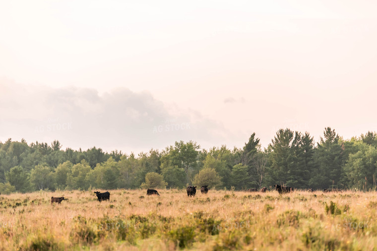 Cattle in Pasture 96012